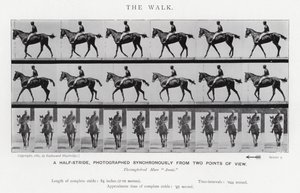Eadweard Muybridge: The Walk