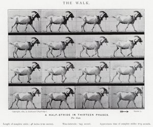 Eadweard Muybridge: The Walk