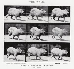 Eadweard Muybridge: The Walk