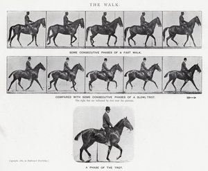 Eadweard Muybridge: The Walk