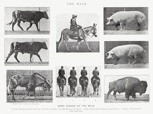 Eadweard Muybridge: The Walk