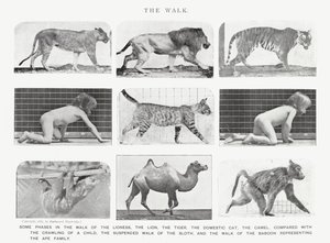 Eadweard Muybridge: The Walk