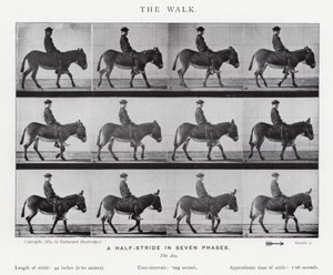 Eadweard Muybridge: The Walk