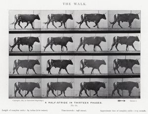Eadweard Muybridge: The Walk