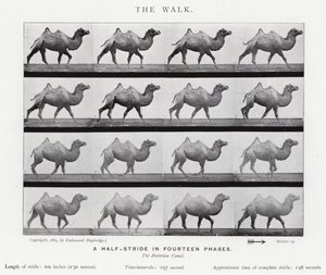 Eadweard Muybridge: The Walk