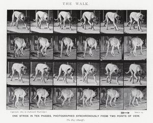 Eadweard Muybridge: The Walk