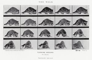 Eadweard Muybridge: The Walk