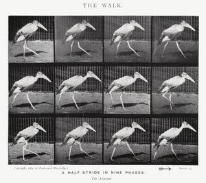 Eadweard Muybridge: The Walk