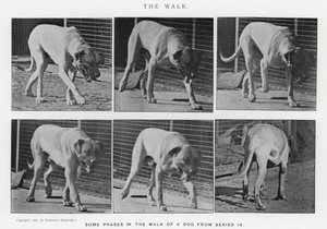 Eadweard Muybridge: The Walk
