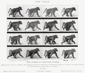 The Walk