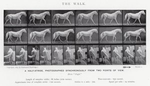 The Walk