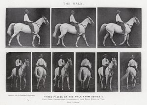 The Walk