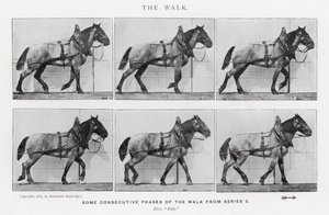 The Walk