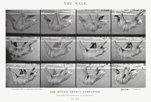 The Walk