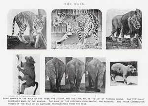 The Walk by Eadweard Muybridge