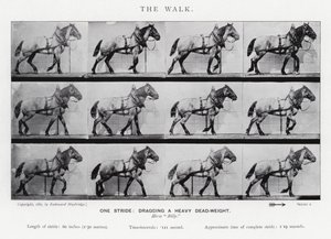 The Walk