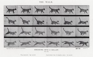 The Walk
