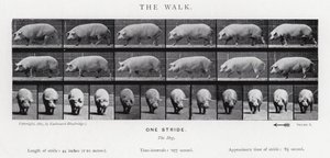 The Walk
