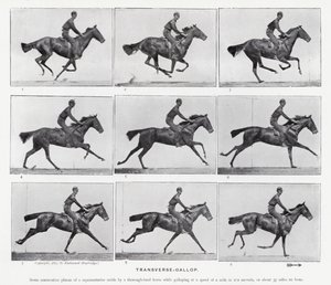 Eadweard Muybridge: Transverse-Gallop by Eadweard Muybridge