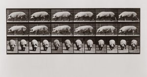 Pig walking, Plate 673 from Animal Locomotion by Eadweard Muybridge