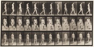 Plate 13. Walking
