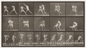 Boxing; Stop for Cross-Buttocks by Eadweard Muybridge