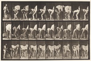 Plate 508. Shoeing a Horse by Eadweard Muybridge