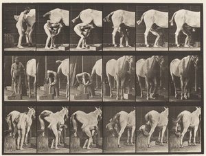 Plate 509. Shoeing a Horse by Eadweard Muybridge