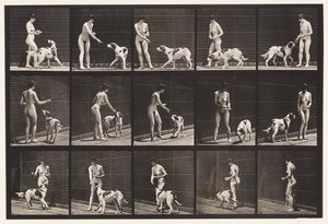 Plate 514. Feeding a Dog