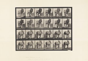 Plate 564. Hauling; Broken Log Chain; Dark-Gray Belgian Horse Dusel by Eadweard Muybridge