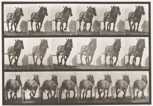 Hauling; Dark-Gray Belgian Horse Dusel by Eadweard Muybridge