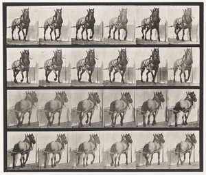 Hauling; Dark-Gray Belgian Horse Billy (Plate 568) by Eadweard Muybridge