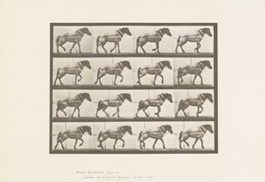 Hauling; Dark-Gray Belgian Horse Hansel by Eadweard Muybridge