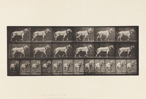 Hauling; Light-Gray Mare Johnson, 1885 by Eadweard Muybridge