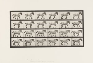 Plate 574. Walking; Free; Dark-Gray Belgian Horse Hansel by Eadweard Muybridge