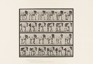 Walking; Free; Dark-Gray Belgian Horse Hansel, 1885 by Eadweard Muybridge