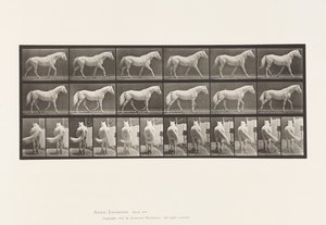 Walking; Free; Light-Gray Horse Eagle by Eadweard Muybridge