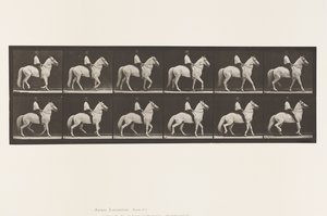 Walking; Saddle; Irregular; White Horse Clinton, 1885 by Eadweard Muybridge
