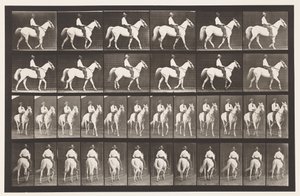 Walking; Saddle; White Horse Elberon, 1885 by Eadweard Muybridge