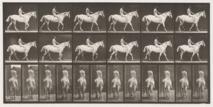 Walking; Bareback; Rider, 43, Nude; Light-Gray Horse Smith, 1885 by Eadweard Muybridge