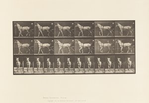 Walking; Sulky; Light Gray Mare, Katydid by Eadweard Muybridge