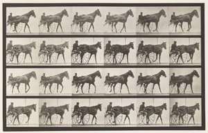 Walking; Sulky; Sorrel Mare Nellie Rose, 1885 by Eadweard Muybridge