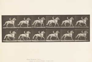 Ambling (Plate 590) by Eadweard Muybridge