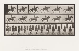 Plate 601. Trotting; Saddle; Brown Mare Beauty