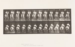 Trotting; Saddle; White Horse, Elberon (Plate 604)