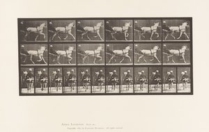 Trotting; Sulky; Gray Mare, Katydid (Plate 611) by Eadweard Muybridge
