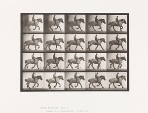 Canter: Bareback; Dark-Gray Belgian Horse Hansel