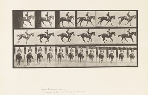 Canter; Saddle; Thoroughbred Bay Mare Annie 6 (Plate 620) by Eadweard Muybridge