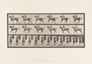 Canter; Saddle; Thoroughbred Bay Mare Annie 6 (Plate 621)