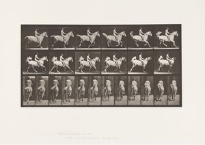 Plate 622. Canter; Saddle; Rider, 43, Nude; Gray Horse, 1885 by Eadweard Muybridge